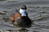 Ruddy Duck male