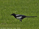 Black-billed Magpie juvenile