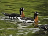 RED-BREASTED GEESE