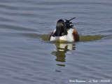 NORTHERN SHOVELER