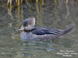 HOODED-MERGANSER-female