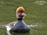 RED-CRESTED-POCHARD-male