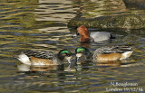 CHILOE WIGEON and Common Pochard