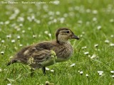 MANDARIN-DUCK juvenile