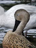 RED-SHOVELER