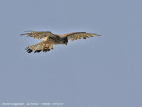 Common Kestrel male