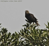 Spotless Starling juvenile 2