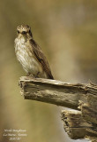 Spotted Flycatcher