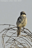 Southern Grey Shrike