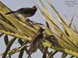 Garden Bulbul 2