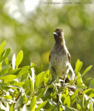 Garden Bulbul 1