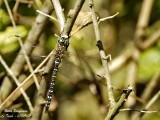 Migrant Hawker - Aeshna mixta - Aeschne mixte Male