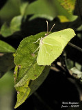 BRIMSTONE GONEPTERIX RHAMNI  LE CITRON