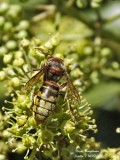 EUROPEAN HORNET