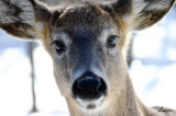 deer  - animals