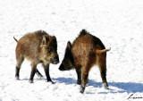 2007 year of the boar 2  - animals