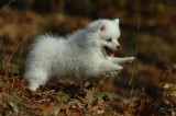 Miniature American Eskimo