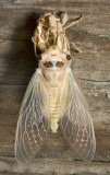 Psaltoda harrisii (yellowbelly cicada) male