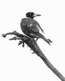 Australian Magpie (high key)