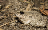 Ornate Burrowing Frog - just emerged from soil