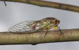 Psaltoda claripennis - cicada