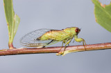 Cicadetta oldfieldi - the wattle cicada