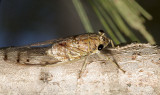 Tamasa tristigma - the brown bunyip cicada