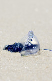 Blue bottle - a portrait