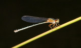 The red and blue damsel, Xanthagrion erythroneurum