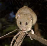 Melomys cervinipes 4