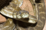 Carpet python strike position