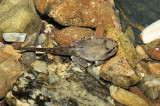 Mixophyes fasciolatus tadpole (with fully developed legs)