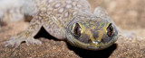 orig gecko white rock 2.jpg