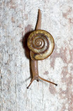 Snail 1