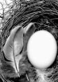 Turtle Dove Egg