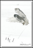 _MG_4386a .jpg  -  HARFANG DES NEIGES  -  SNOW OWL