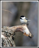 _MG_1812.jpg  -  MSANGE  TTE NOIRE  /  BLACK- CAPPED CHICKADEE