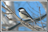chouette 129.jpg  -  MSANGE  TTE NOIRE  /  BLACK- CAPPED CHICKADEE