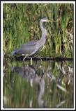 GRAND HRON BLEU - GREAT BLUE HERON     IMG_6352.jpg