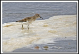 IMG_0017.jpg  -  BCASSEAU MINUSCULE  /  LEAST SANDPIPER