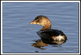 IMG_2822.jpg  -  GREBE  BEC BIGARR  /  PIED-BILLED GREBE