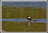 HARLE COURONN  /  HOODED MERGANSER   IMG_6459