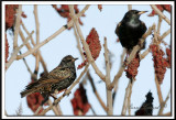 TOURNEAU SANSONNET -  AMERICAN STARLING    _ MG_2818.jpg