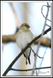 _MG_2130b.jpg   CHARDONNERET JAUNE EN HIVER  /  AMERICAN GOLDFINCH   IN WINTER TIME