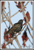 TOURNEAU SANSONNET -  AMERICAN STARLING    _MG_2810.jpg