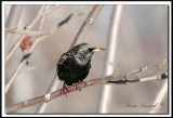TOURNEAU SANSONNET -  AMERICAN STARLING    _MG_2864.jpg