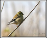  IMG_8001.jpg   CHARDONNERET JAUNE / AMERICAN GOLDFINCH