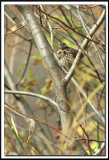 IMG_7162 .jpg -   BRUANT  GORGE BL ANCHE /  WHITE-THROATED SPARROW