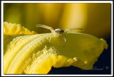 Fleurs-araigne 019.jpg