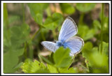 IMG_6284.jpg  -  BLEU ARGENT  / GLAUCOPSYCHE LYGDAMUS  -  Qubec, Canada, Amrique du Nord